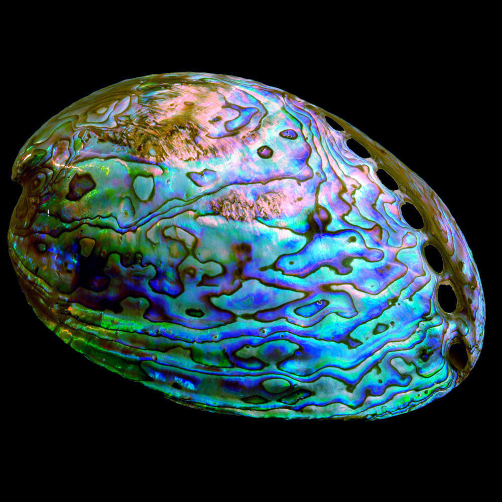 Polished Pāua Shell Medium = 120mm to 130mm Long (4.7" to 5.1")