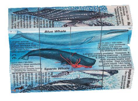 Zoobookoo Cube - Dolphins & Whales