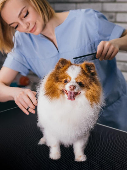 Large Dog Grooming Table