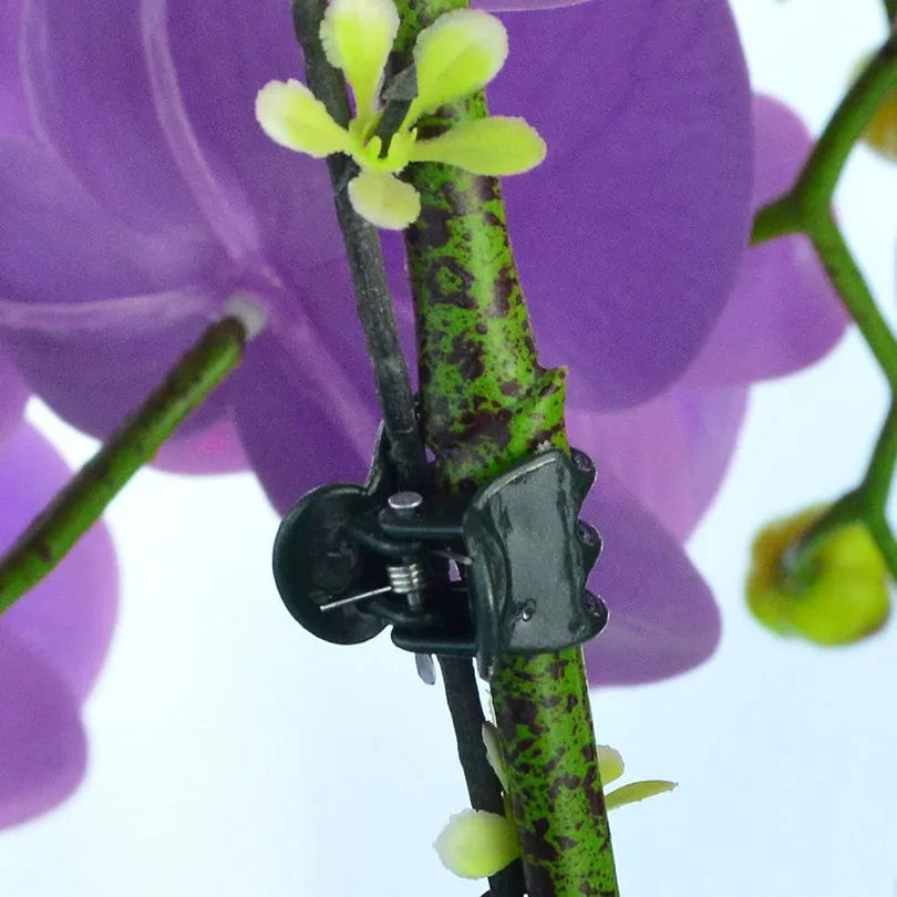 10–100 Pack Plant Support Clips – 6-Claw Climbing Vine & Stem Clamps