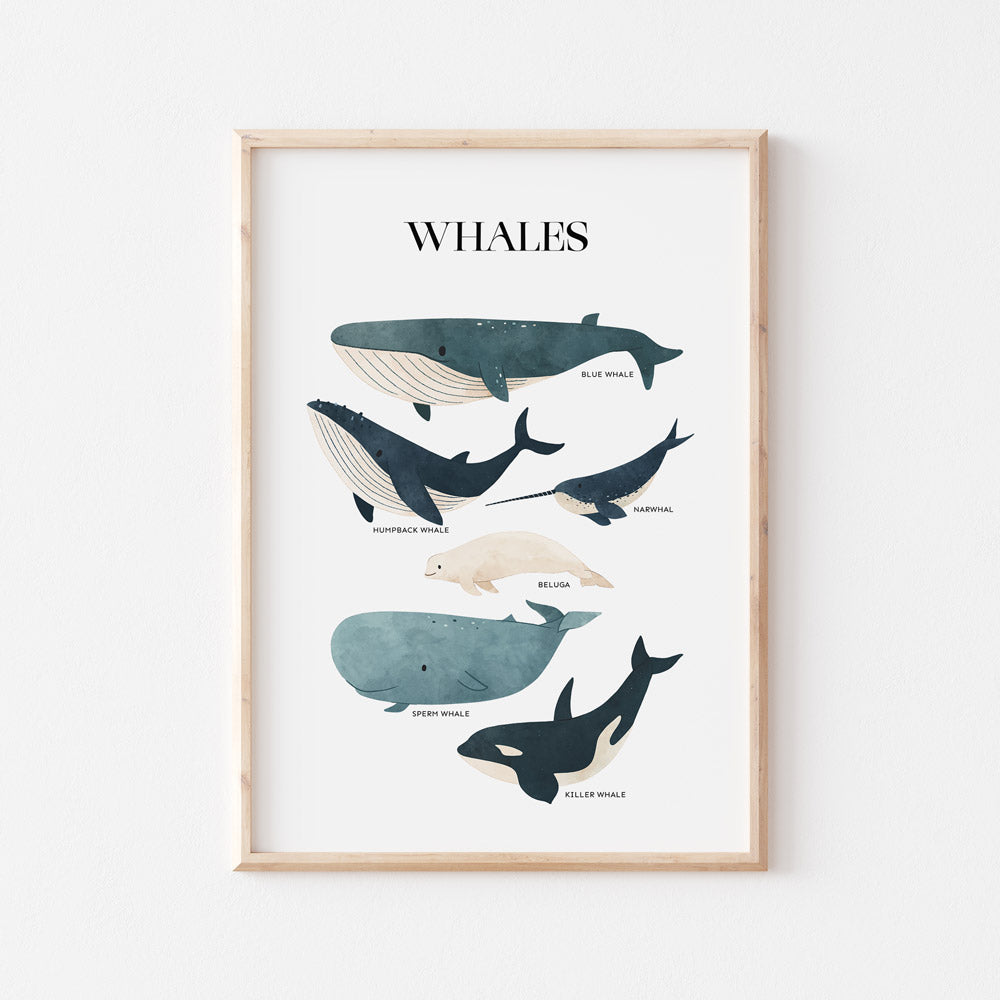 Wall Print |  Whales