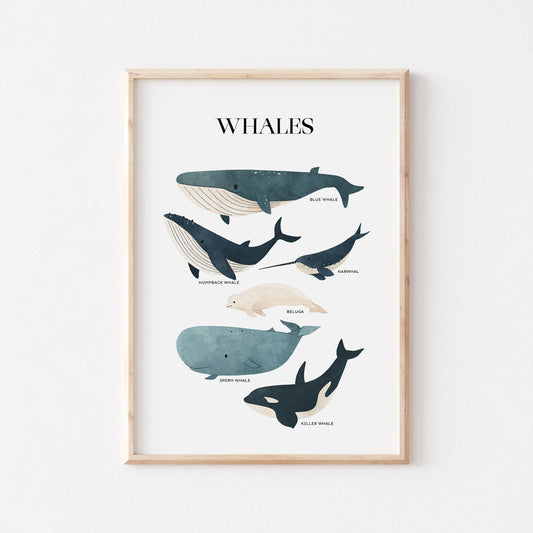 Wall Print |  Whales