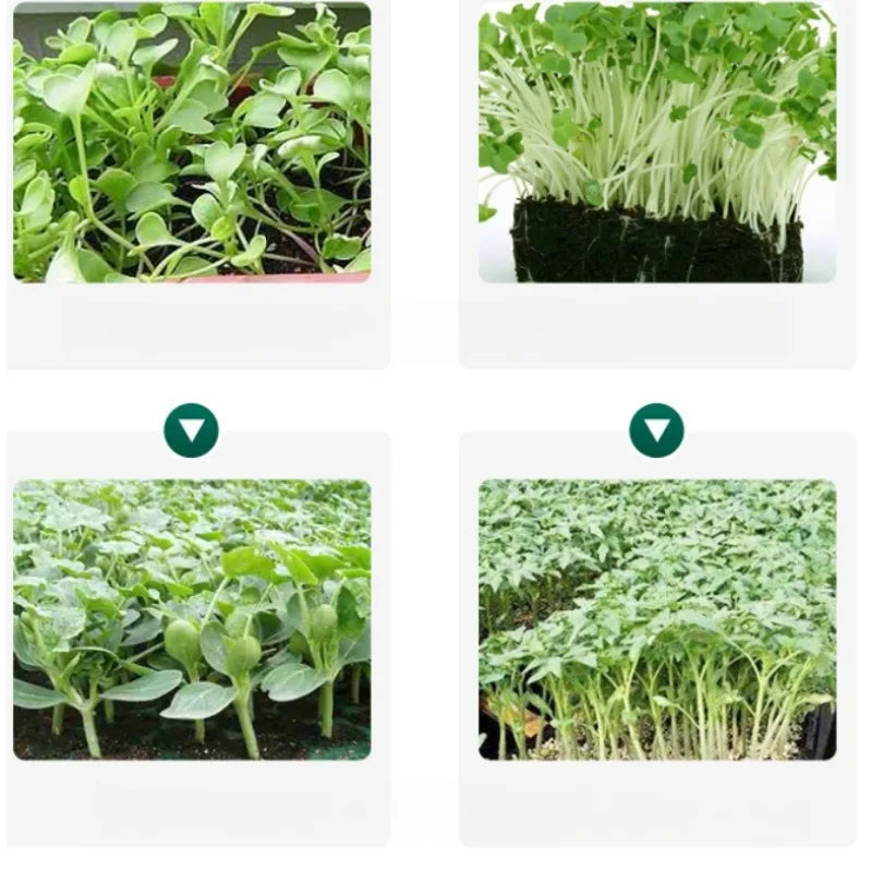 10-Piece Reusable Seedling Tray Set – Seed Starting & Plant Growing Trays
