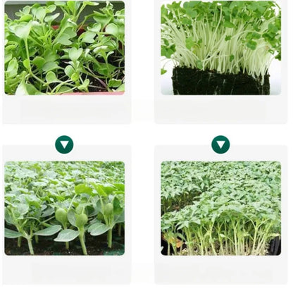 10-Piece Reusable Seedling Tray Set – Seed Starting & Plant Growing Trays