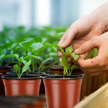 20–100 Pack Seedling Nursery Pots – Reusable 10cm Plant Growing Cups