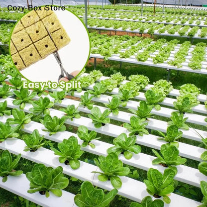 50-Piece Rock Wool Seed Starter Cubes – Hydroponic Growing & Propagation Plugs