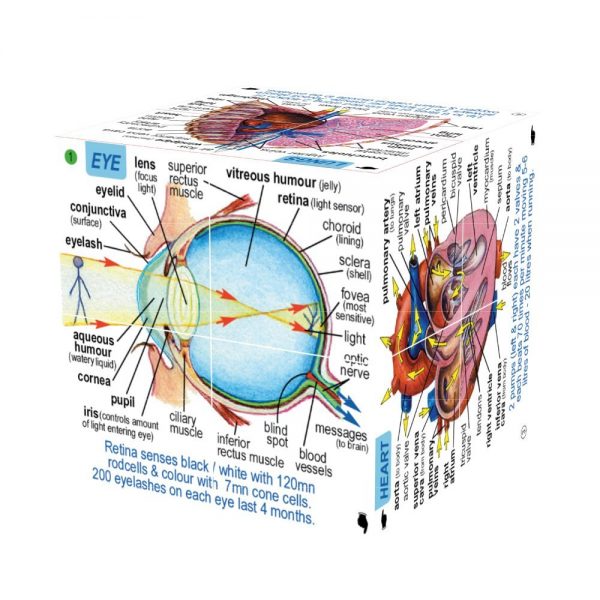 Zoobookoo Cube - Human Body