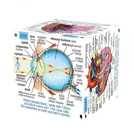 Zoobookoo Cube - Human Body